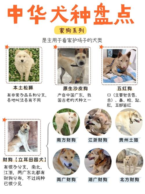 二四六香港资料期期准中特和中国下司犬外网爆火与中国下司犬介绍