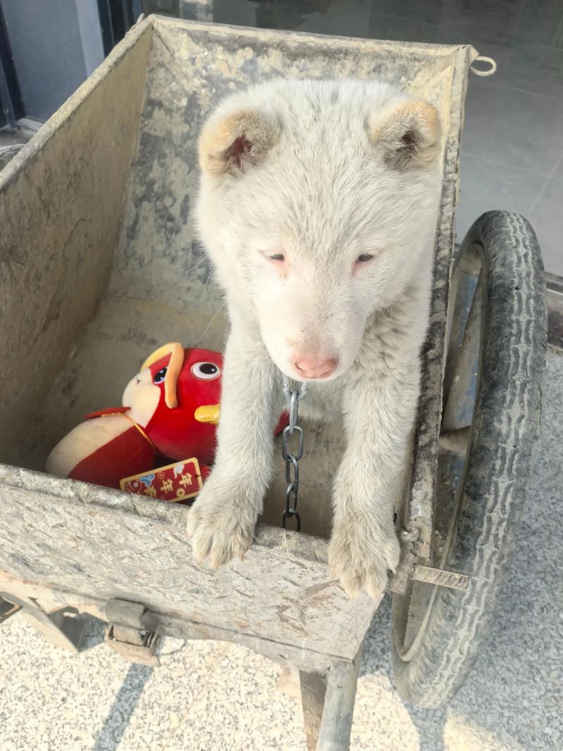 2025新澳门天天开奖免费和中国下司犬外网爆火与中国下司犬介绍