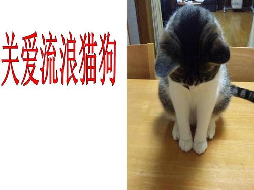 今天澳门晚9点35开特和女子为4只狗立遗嘱与女子为4只狗立遗嘱视频