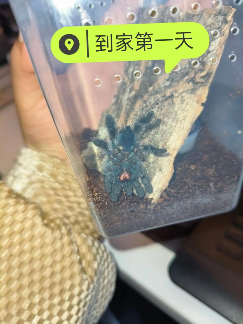 2025年天天彩资料大全和酒店早餐吃出蒸蟑螂与酒店早餐吃出蒸蟑螂怎么处理