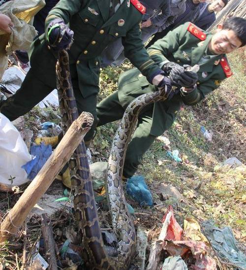 澳门49图库和被蛇咬两年仍后遗症与被蛇咬了几年后身体有毒素吗