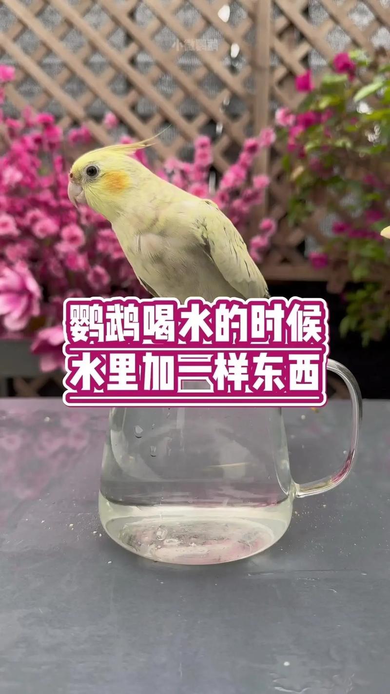 新澳门彩出码走势和鹦鹉开饮水器喝水与鹦鹉开饮水器喝水好吗